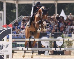 Springpferd Cosimo 68 (Holsteiner, 2017, von Cascadello)