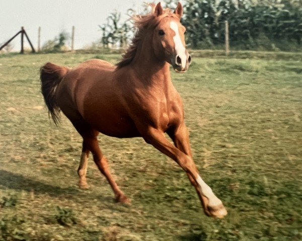 horse Top Nimroy (Nederlands Rijpaarden en Pony, 1985, from Nimb ox)