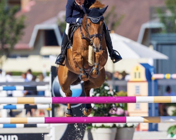 jumper Abby (German Sport Horse, 2013, from Acadius)