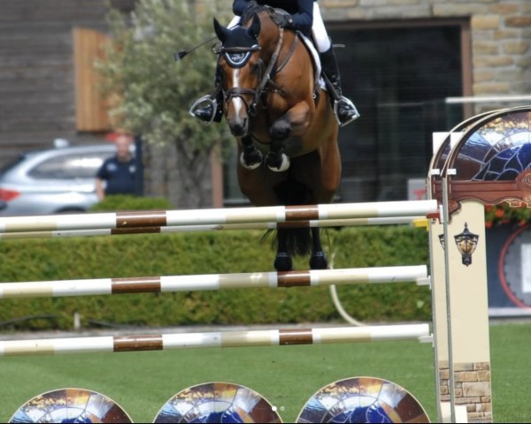 jumper Ekatharina (Holsteiner, 2012, from Casall Ask)