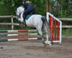 dressage horse Only Sue (Little German Riding Horse, 2009, from Windsor N)