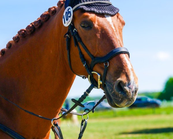jumper Leopold 290 (German Sport Horse, 2009, from Lipsius)