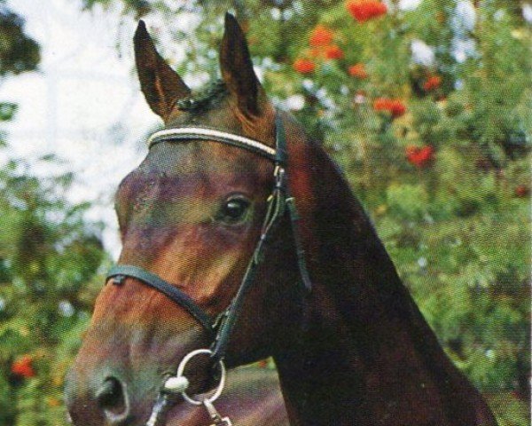 stallion Chromat (Holsteiner, 1987, from Chromatic xx)