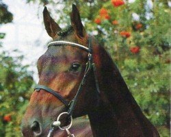 Deckhengst Chromat (Holsteiner, 1987, von Chromatic xx)