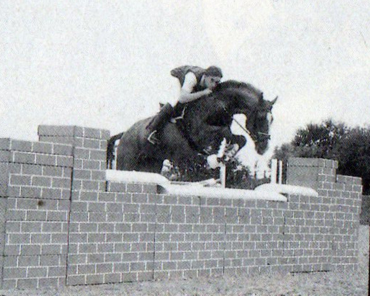 Deckhengst Pastell (Westfale, 1984, von Paradox I 1697)