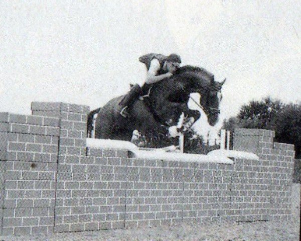 stallion Pastell (Westphalian, 1984, from Paradox I 1697)