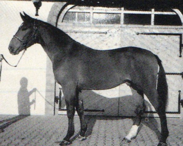 stallion Revanche (Bavarian, 1986, from Rubikon)
