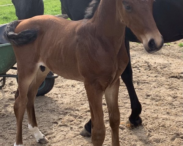 dressage horse Francis TSB (Rhinelander, 2021, from Fuechtels Floriscount OLD)