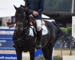 stallion Diamant de Operette VA (Holsteiner, 2016, from Diamant de Semilly)