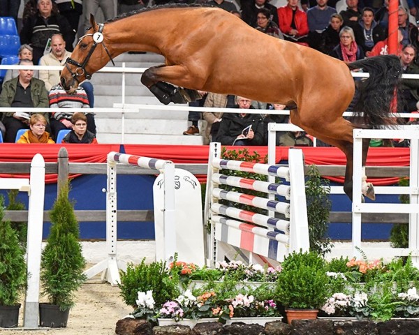 stallion Chacco D'or (Oldenburg show jumper, 2020, from Chacco-Blue)