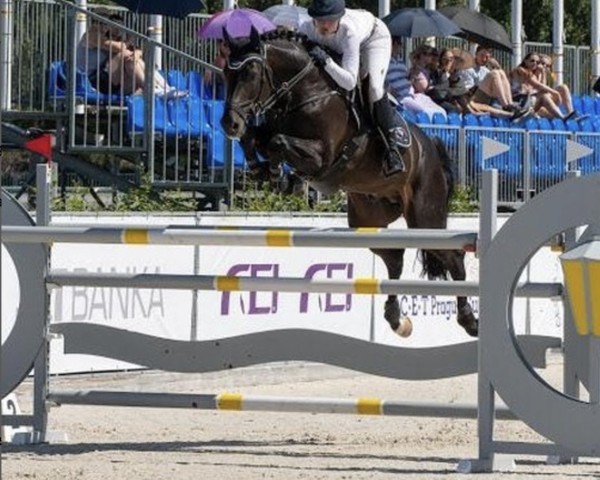 stallion Lint (Holsteiner, 2011, from Limbus)