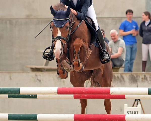 horse Belle Fleur Z (Zangersheide riding horse, 2011, from Brahmann St Simeon)