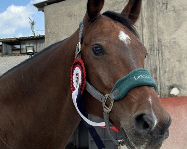 jumper Ontario 97 (Oldenburg, 2005, from Onassis)