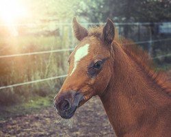 horse Indora US (Oldenburg, 2017, from Flemmingh)