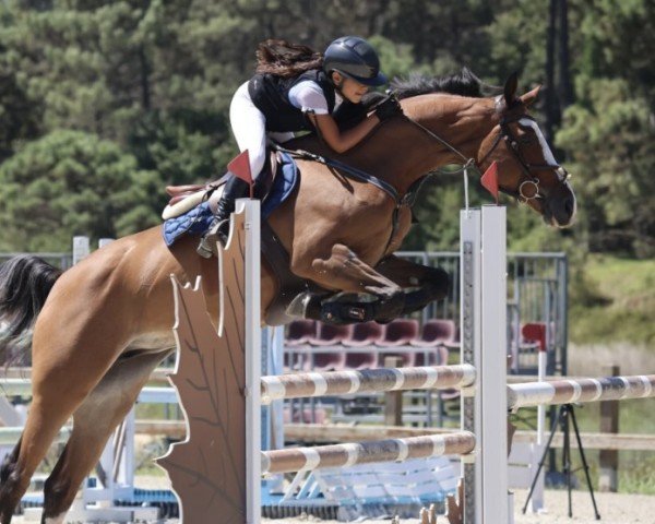 jumper Lecari Z (KWPN (Royal Dutch Sporthorse), 2018, from Le Blue Diamond v't Ruytershof)