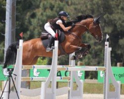 Springpferd Infinity van Hof Ter Bolle (Belgium Sporthorse, 2014, von Laszlo V Z)