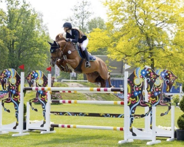 Springpferd Mainly San Peppy (KWPN (Niederländisches Warmblut), 2017, von Brantzau)