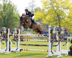 jumper Mainly San Peppy (KWPN (Royal Dutch Sporthorse), 2017, from Brantzau)