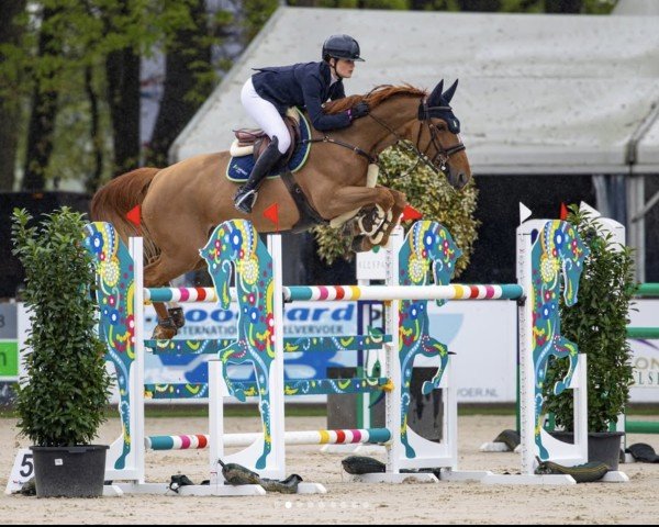 Springpferd La Pleasure (KWPN (Niederländisches Warmblut), 2016, von For Pleasure)