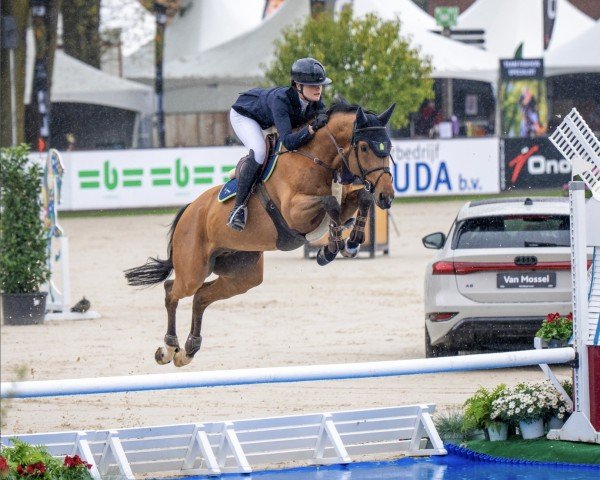 jumper Majeur S (KWPN (Royal Dutch Sporthorse), 2017, from Bamako de Muze)