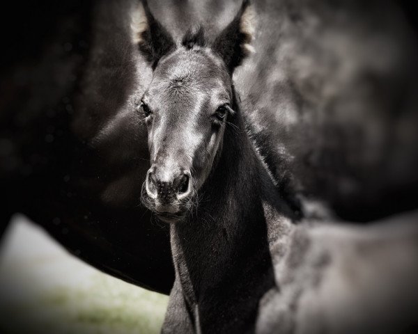 Dressurpferd Grandioso DRH (Österreichisches Warmblut, 2021, von Glamourdale)