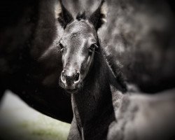 dressage horse Grandioso DRH (Austrian Warmblood, 2021, from Glamourdale)