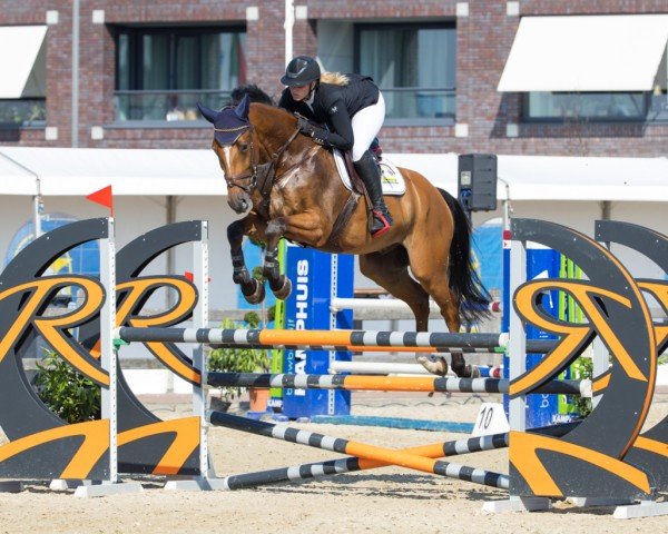 jumper Jopie Amazing Jr (KWPN (Royal Dutch Sporthorse), 2014, from Arezzo VDL)