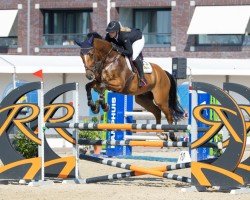 Springpferd Jopie Amazing Jr (KWPN (Niederländisches Warmblut), 2014, von Arezzo VDL)