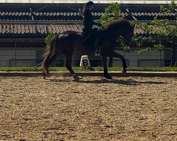 Dressurpferd Sweety (Deutsches Sportpferd, 2021, von Sezuan's Donnerhall)