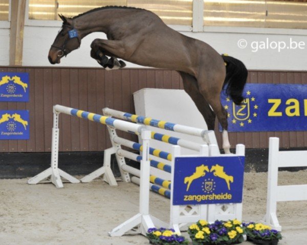 stallion Charlekijn van T&l (Belgium Sporthorse, 2008, from Toulon)