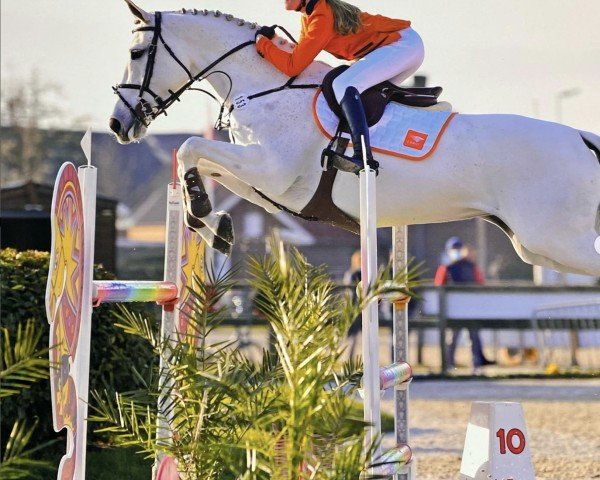 jumper Avicii (Westphalian, 2012, from Cristallo II)