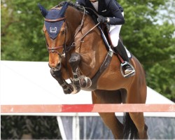 jumper Verona Denfer (Luxembourg horse, 2016, from Vigo d'Arsouilles)