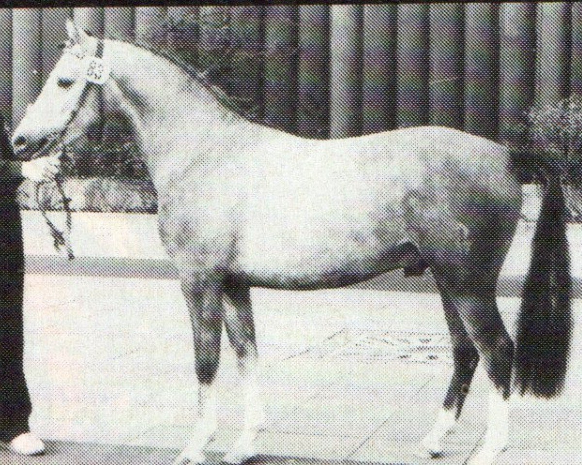 Deckhengst Nedo II (Deutsches Reitpony, 1978, von Nijm ox)
