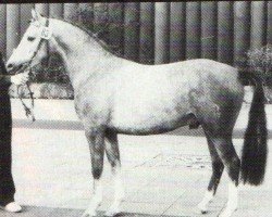 stallion Nedo II (German Riding Pony, 1978, from Nijm ox)