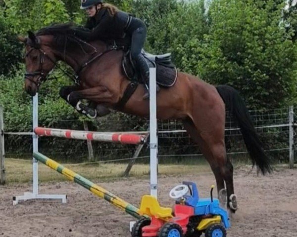 jumper Amira 277 (Westphalian, 2018, from A La Carte NRW)