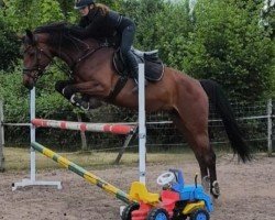 Springpferd Amira 277 (Westfale, 2018, von A La Carte NRW)