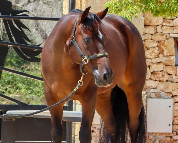 jumper Freezin Rooster (Quarter Horse, 2019)