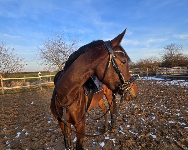 jumper My Hot Chocolate Girl (Pony without race description, 2021)
