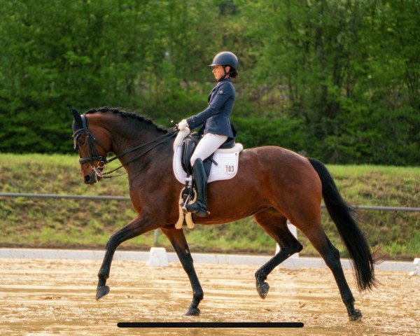 Dressurpferd First Class 102 (Deutsches Sportpferd, 2016, von Fürstenball)