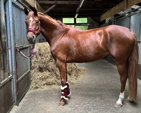 broodmare Gerda (Oldenburg, 2021, from Fuechtels Floriscount OLD)