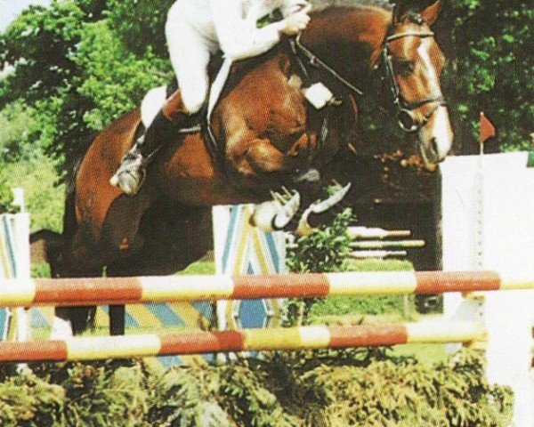 stallion Romant (Bavarian, 1986, from Raphael)