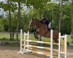 broodmare Clara 174 (Holsteiner, 2012, from Clearway)