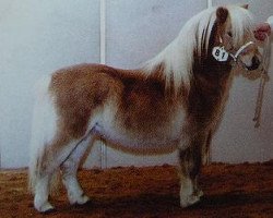 Pferd Rebel of Sportview (Shetland Pony, 2001, von Leandro van Stal Brammelo)