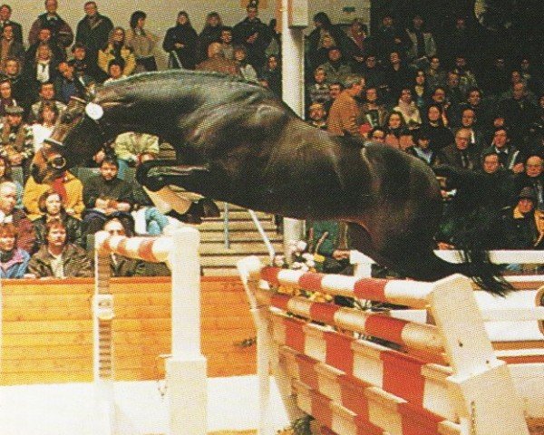 Deckhengst Positano (Hannoveraner, 1988, von Pinkus)