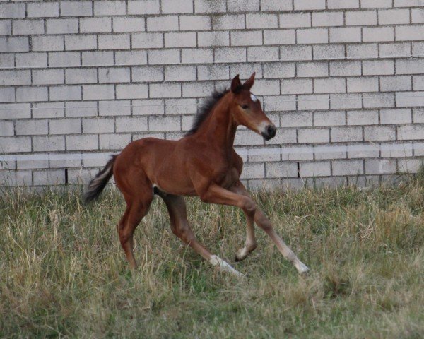 jumper Amicus K (Westphalian, 2023, from Asagao xx)