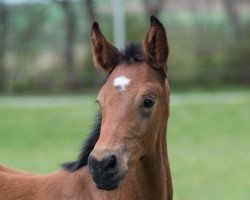 Springpferd Balios US (Holsteiner, 2017, von VDL Bubalu)