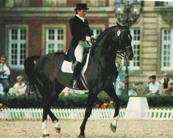 stallion Marschall (Oldenburg, 1972, from Magister)