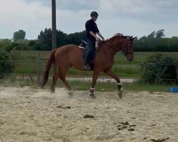Dressurpferd Vinh (Westfale, 2021, von Vainqueur)