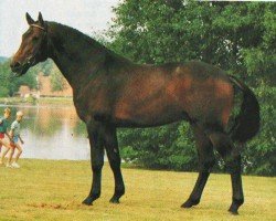 stallion Wittgenstein (Hanoverian, 1982, from Wittenberg)