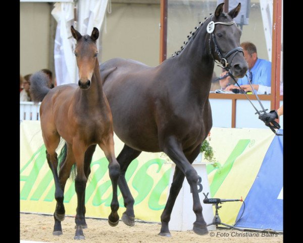 broodmare Donna Doreen von Issen (Hanoverian, 2012, from Don Index)